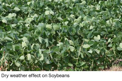 soybean-effect.jpg soybean-effect.jpg